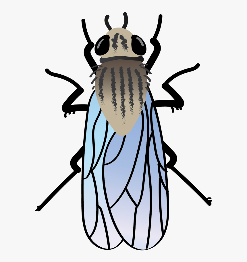 Beetle Clipart , Png Download, Transparent Png