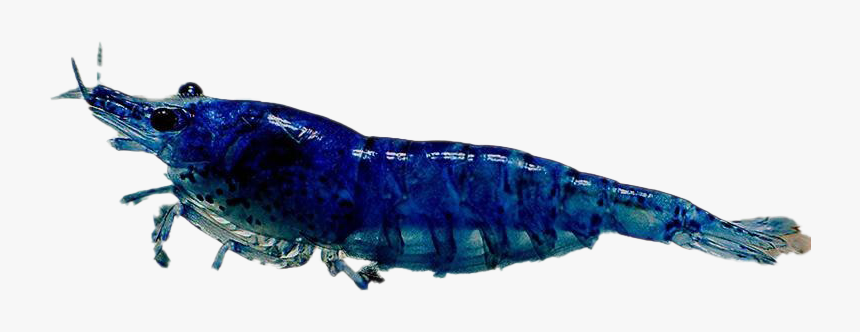 Blue Shrimp Free Png Image - American Lobster, Transparent Png