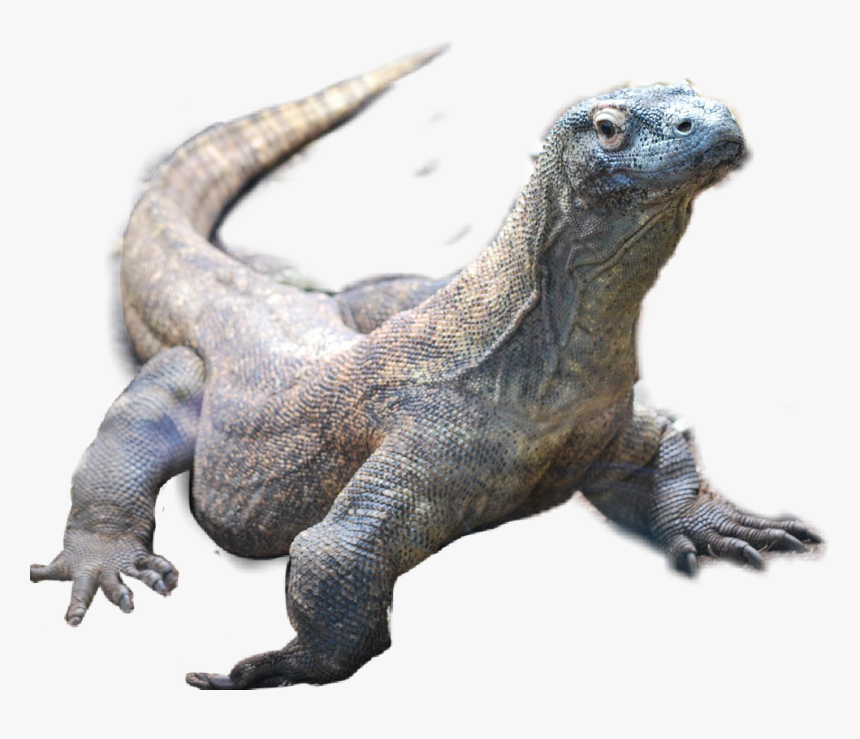 #drago - Agama, HD Png Download