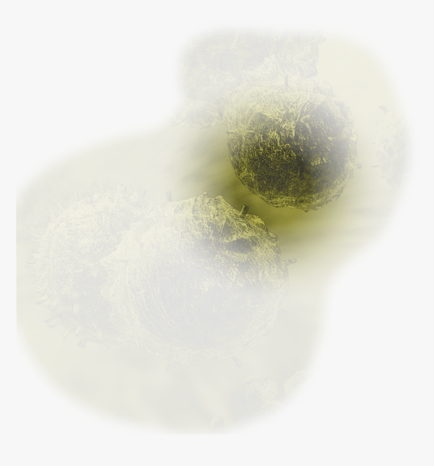 Macro Photography, HD Png Download