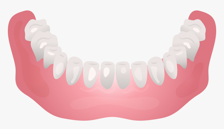 Bottom Human Jaw Clip Art - Jaw Png Clipart, Transparent Png