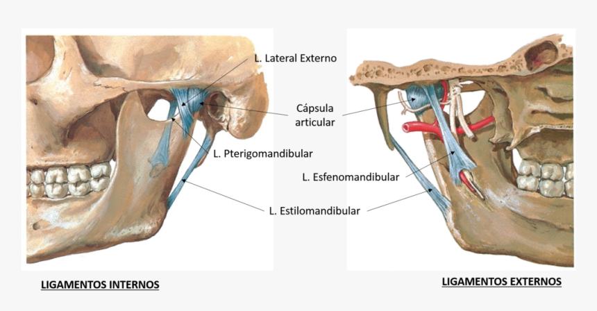 Detailsjaw, HD Png Download
