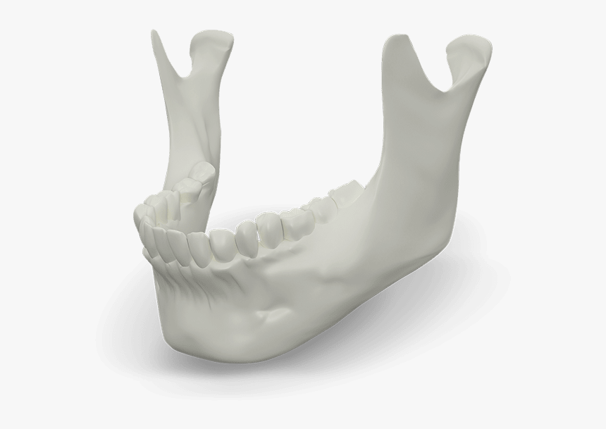 Jaw Bone Model - Hand, HD Png Download