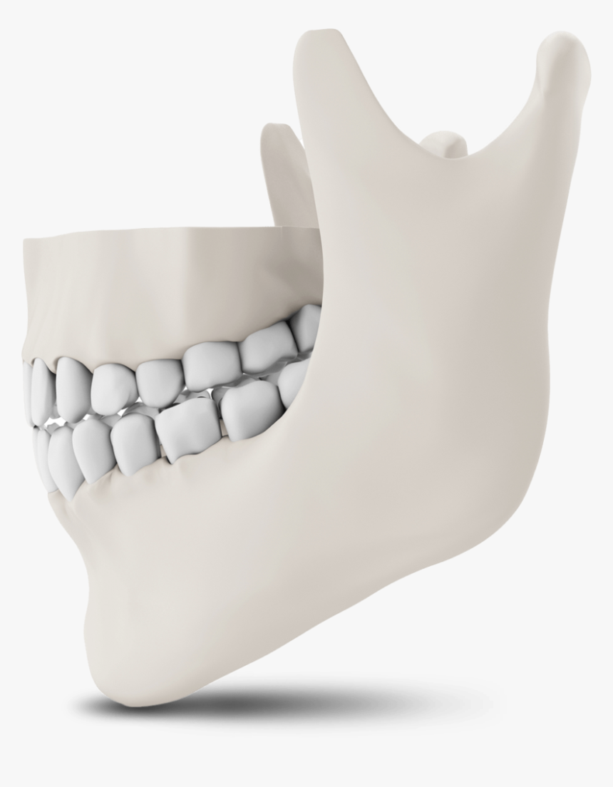 Jaw Bone Model The Oral Surgery Group - Chair, HD Png Download