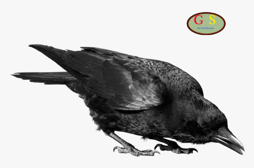 Crows Clip Art - Crow Png Transparent, Png Download