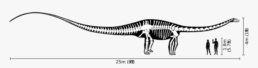 Diplodocus Size, HD Png Download