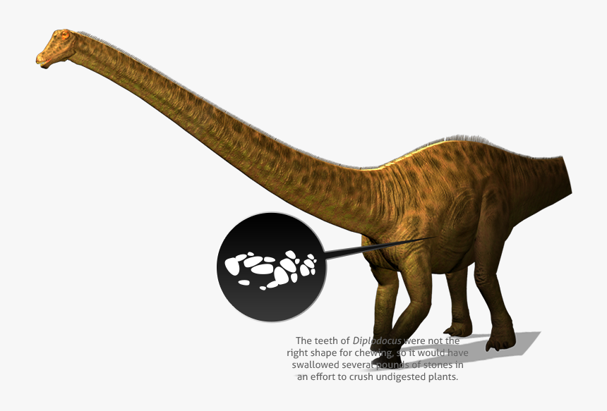 Dinosaur, HD Png Download