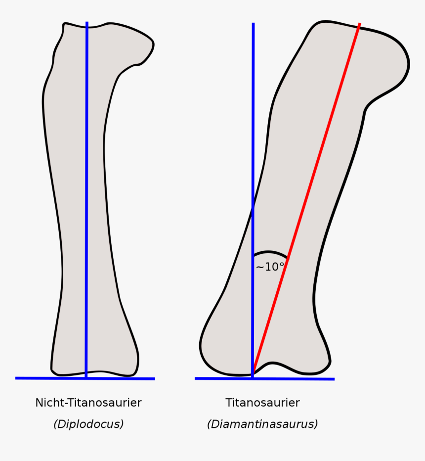 Schaftachse Femur, HD Png Download