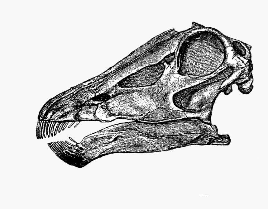 Sketch, HD Png Download