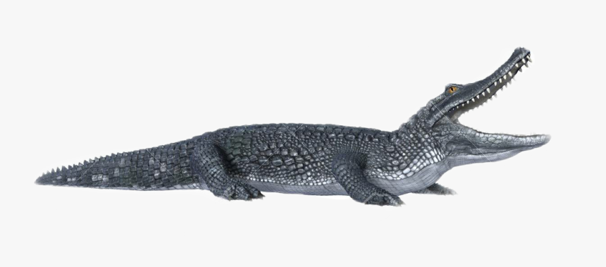 #cocodrilo - Caiman Con Fondo Blanco, HD Png Download