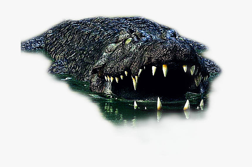 #cocodrilo - Crocodile Edit Background Hd, HD Png Download