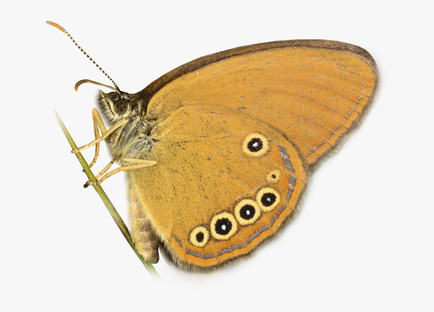 Coe - Ringlet, HD Png Download