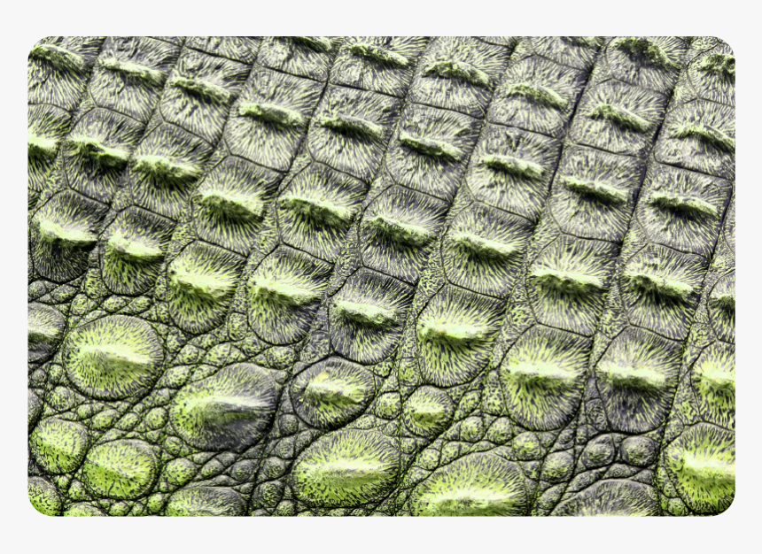 Animal Print Cocodrilo, HD Png Download