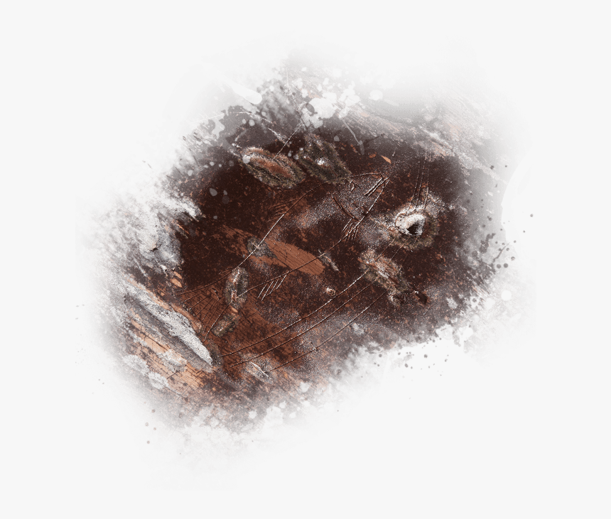 Carving Representing A Fish - Snow, HD Png Download