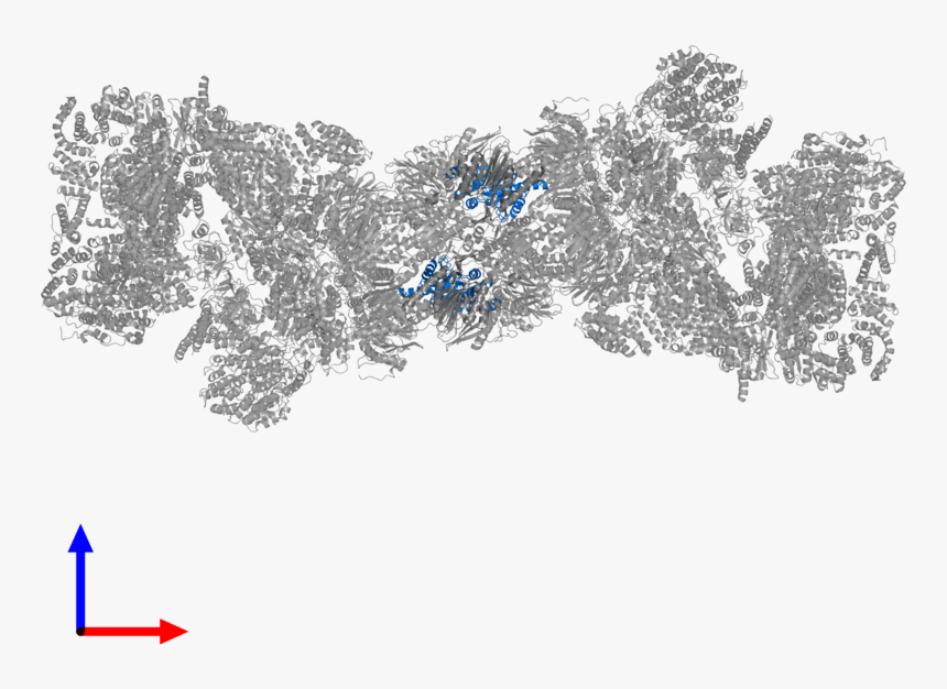 Tree, HD Png Download