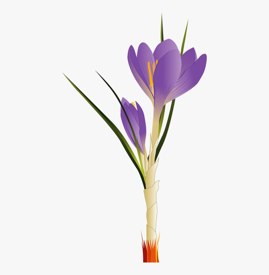 Image Freeuse Tulip Flower Clip Art - Flower Vector, HD Png Download