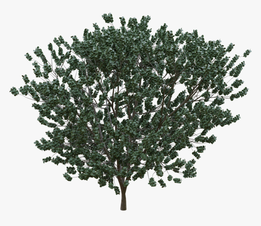 Oak, HD Png Download
