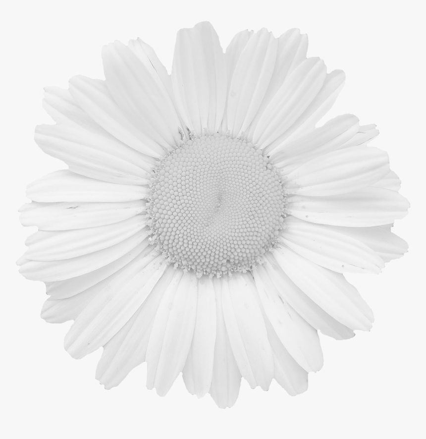 Tear-out Coloring Greeting Cards For Adults , Png Download - ไม่มี สี, Transparent Png