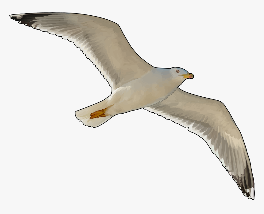 Thumb Image - Gaviota Volando Png, Transparent Png