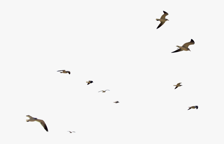 Flock Of Seagulls Png, Transparent Png