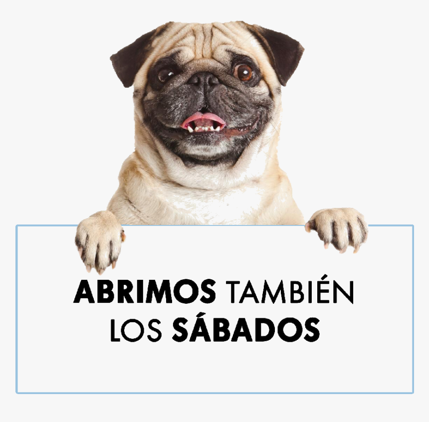 #perro #dog #anuncio - Pug Holding A Sign, HD Png Download