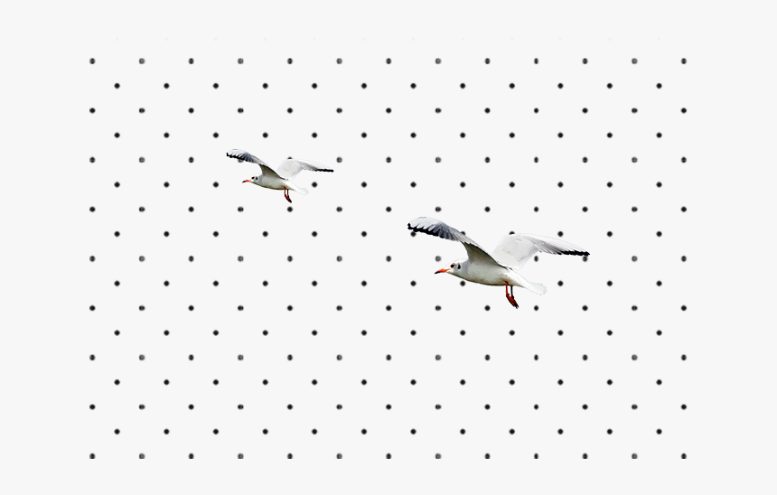 Inmobiliaria España - Franklin S Gull, HD Png Download