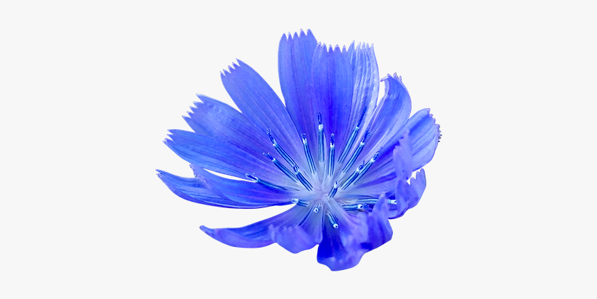 Cornflower Png - Blue Cornflower Png, Transparent Png