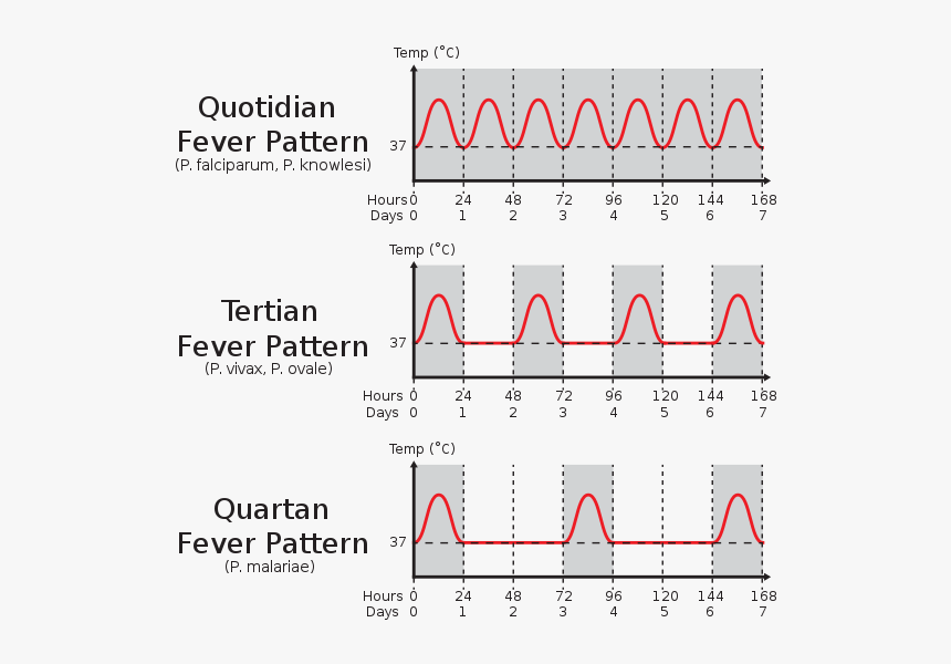Fever Patterns V1 - Tertian And Quartan Fever, HD Png Download