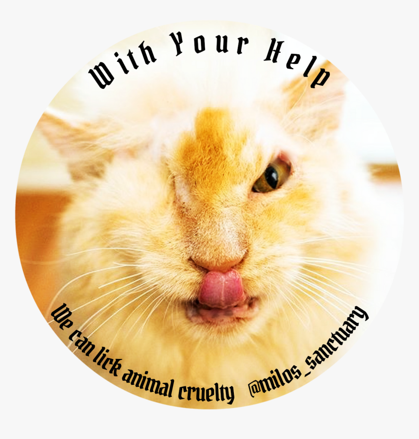 Cat Yawns, HD Png Download