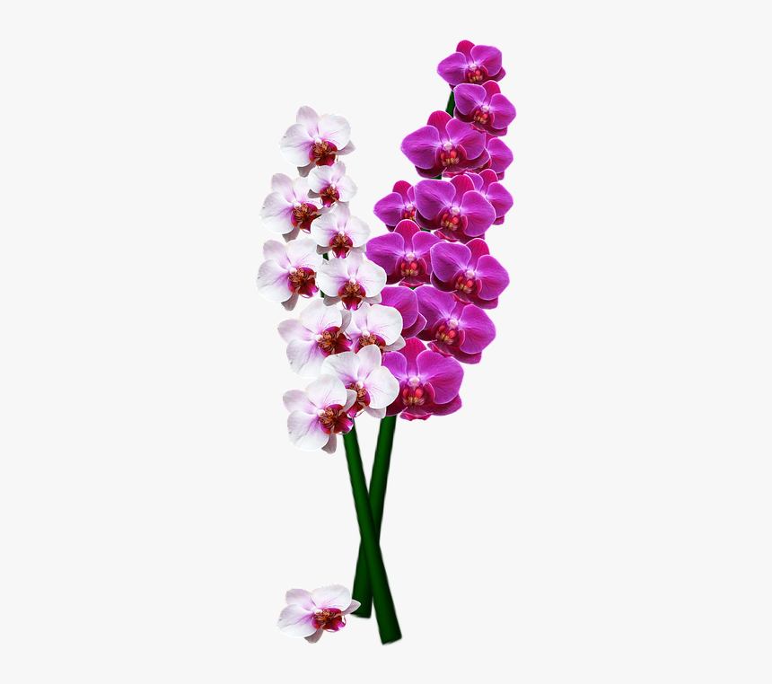 Orchidea Png, Transparent Png