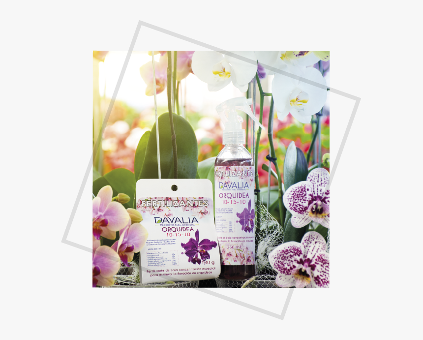 Moth Orchid, HD Png Download