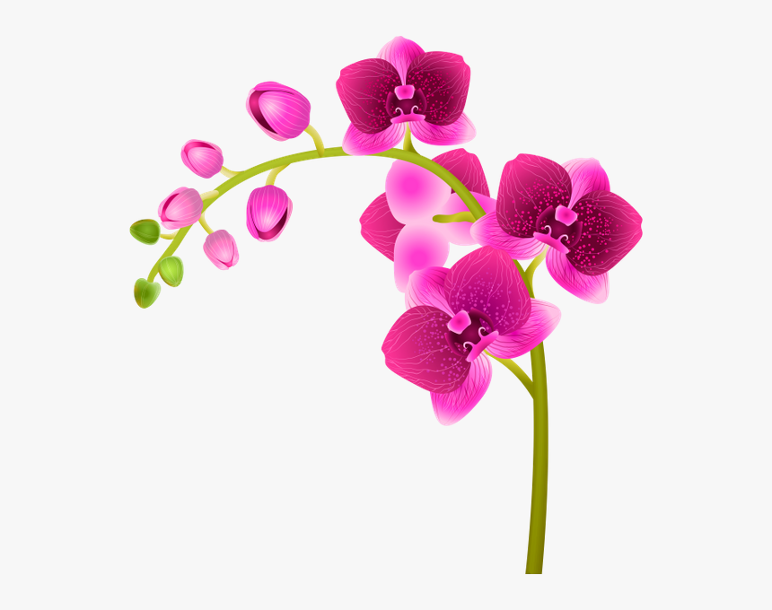 Орхидея, Розовый Цветок, Цветы, Флора, Orchid, Pink - Moth Orchid, HD Png Download