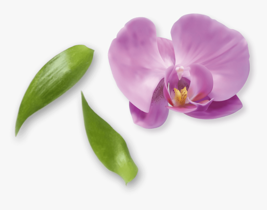 Moth Orchid, HD Png Download