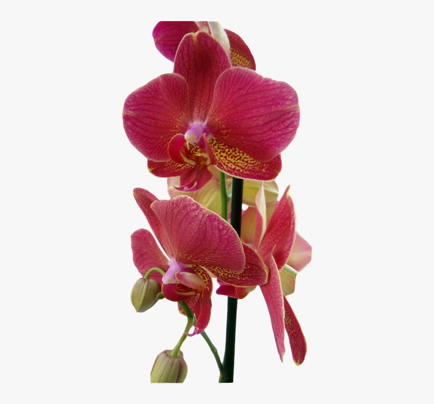 Orquidea Portable Network Graphics Hd Png Download Transparent Png Image Pngitem
