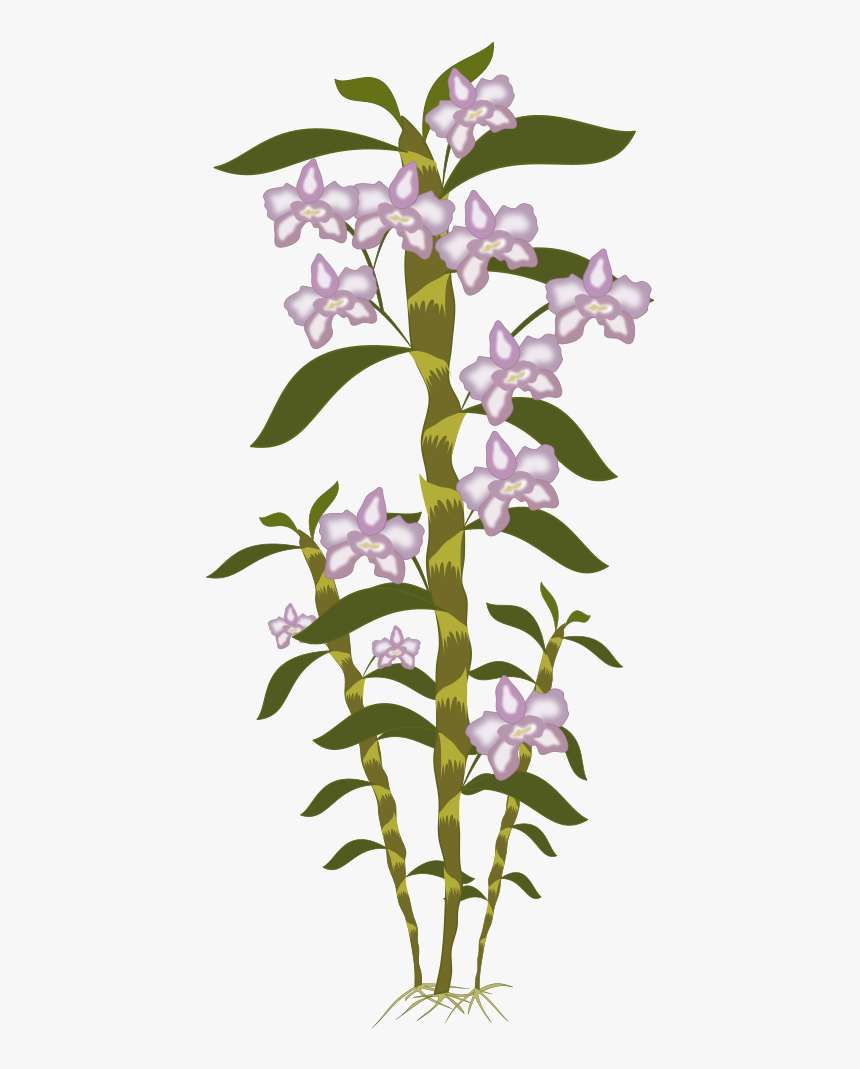 Dendrobium - Clip Art, HD Png Download