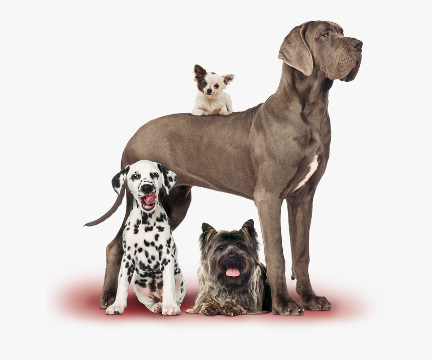 Perros Gran Danés Cachorros, HD Png Download