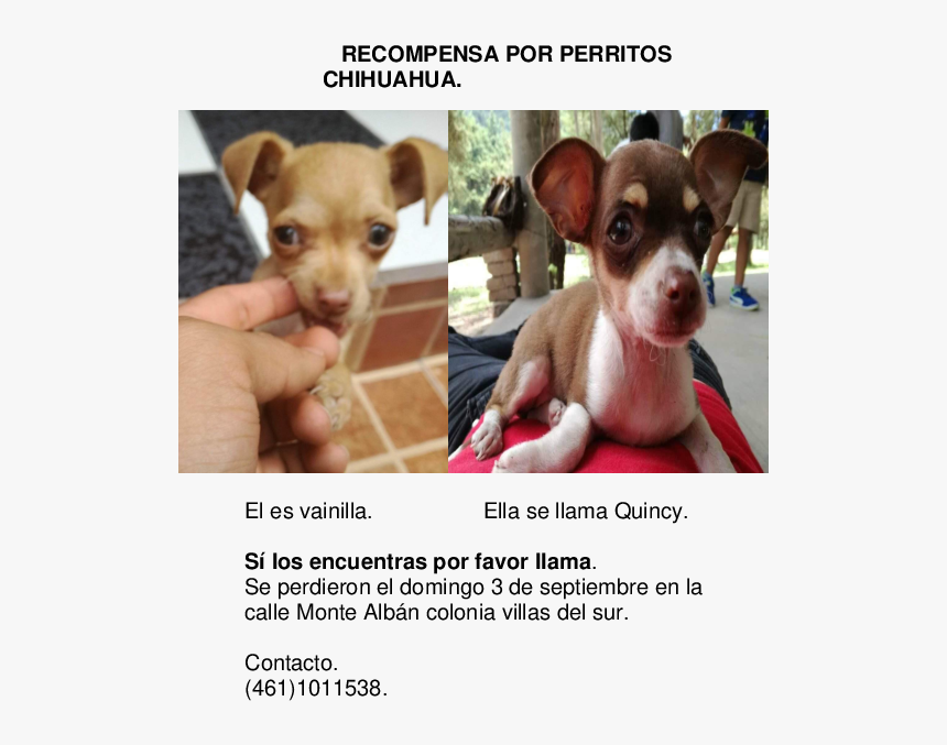 Chihuahua, HD Png Download