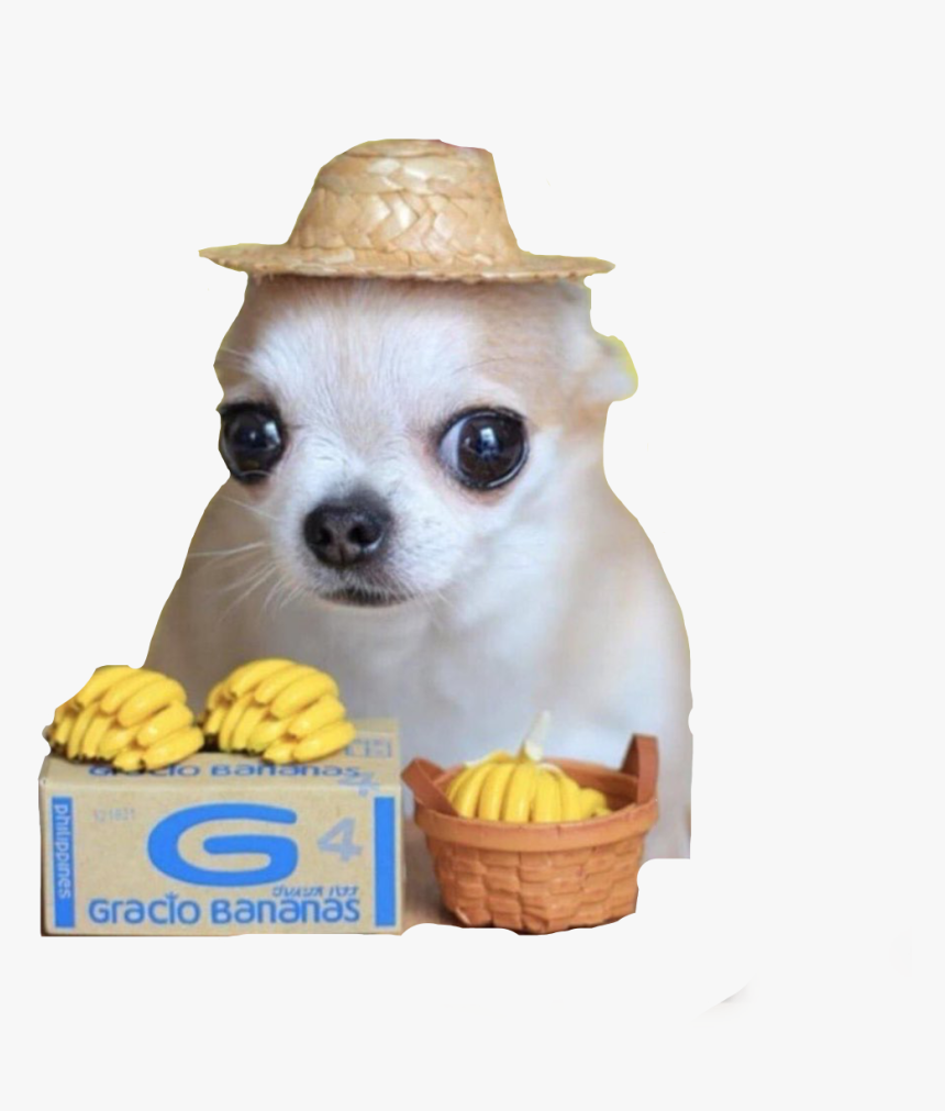 chihuahua with hat