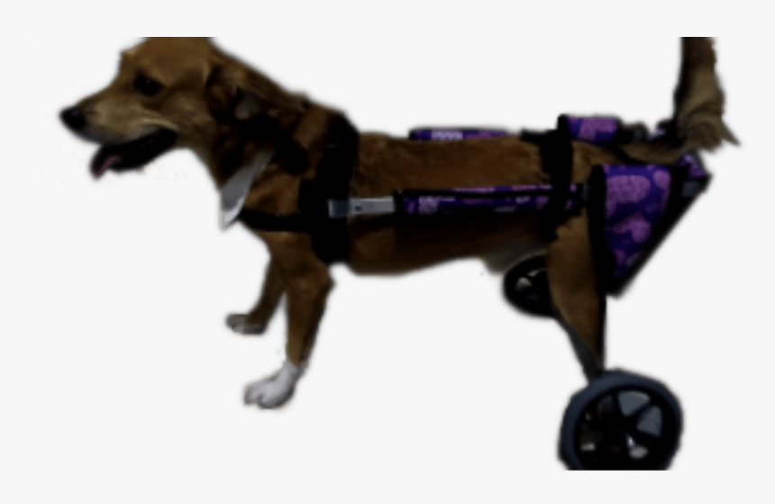 Companion Dog, HD Png Download