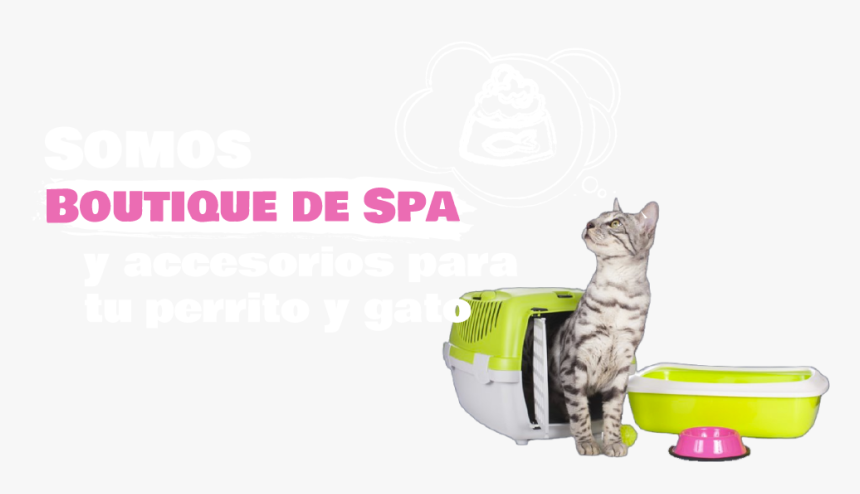 Domestic Short-haired Cat, HD Png Download