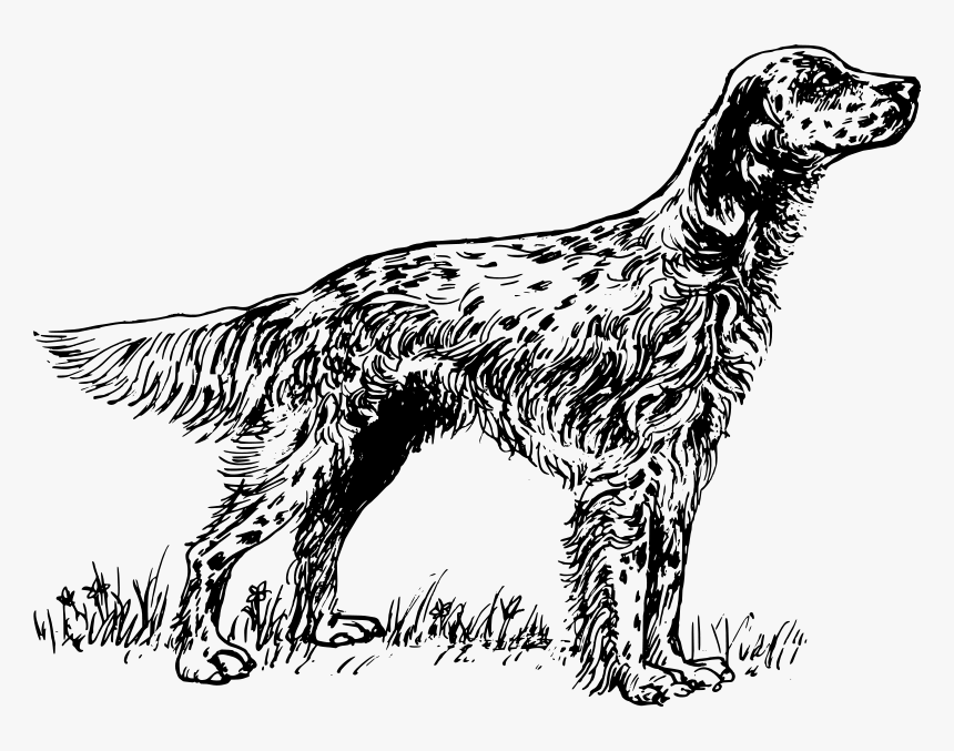 English Setter Coloring Pages, HD Png Download