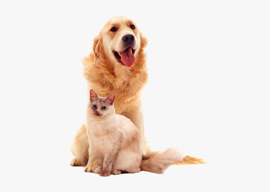 Image - Perros Y Gatos Png, Transparent Png