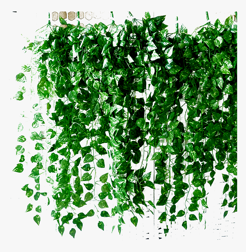 - Follaje,nature, HD Png Download