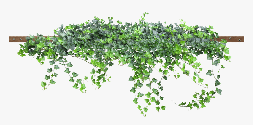 Enredadera Png , Png Download - Small Flower Tree Png, Transparent Png