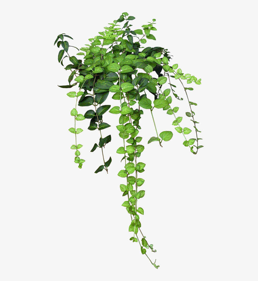 Enredadera , Png Download - Plants Png, Transparent Png