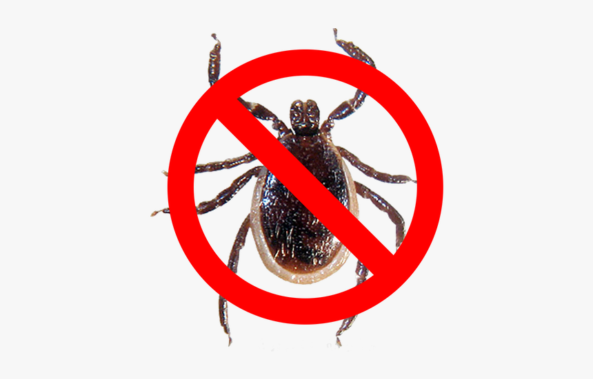 Tick Spray - Hornet, HD Png Download