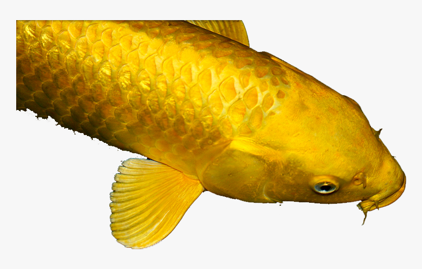 Thumb Image - Cat Fish, HD Png Download