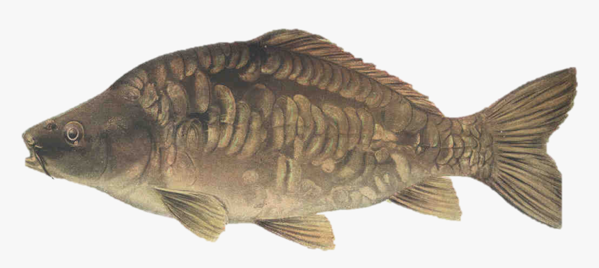 Picture Of A Mirror Carp - Common Carp Mirror Carp, HD Png Download