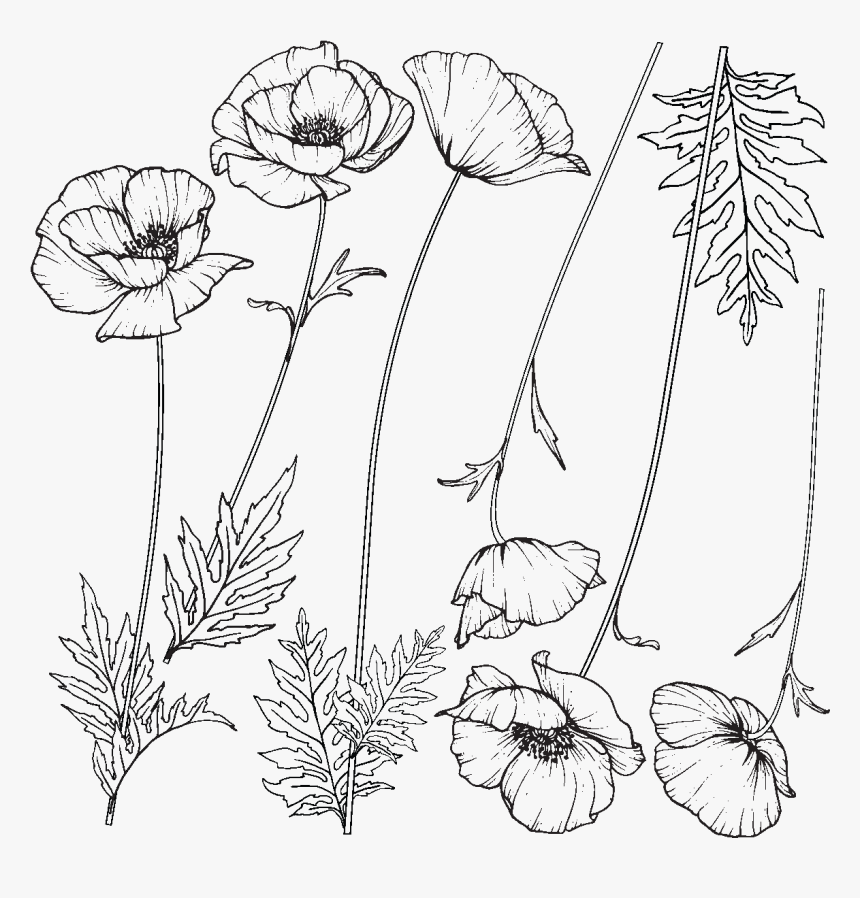 Enredaderas Png, Transparent Png