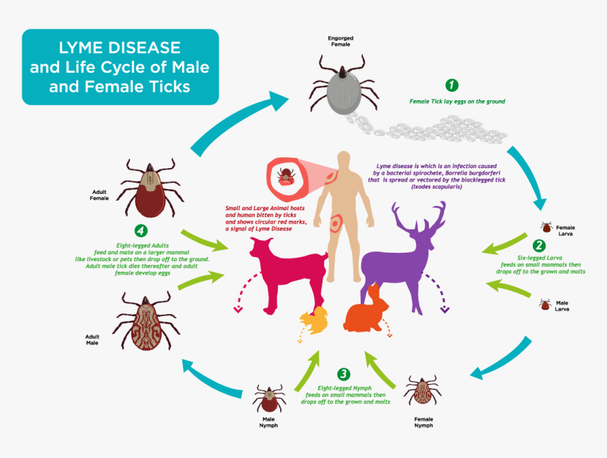 Ticks Life Cycle - Lyme Disease Life Cycle, HD Png Download
